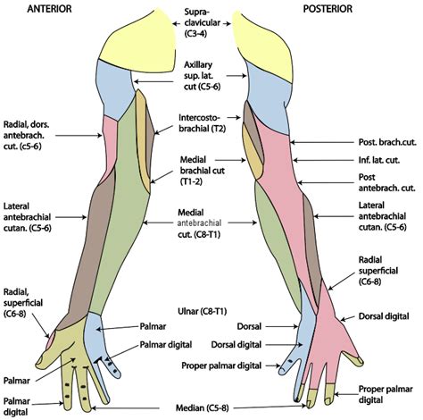 File Cutaneous Innervation Of The Upper Limb Svg WikEM