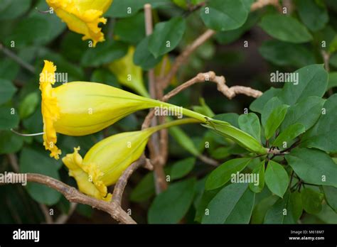 Chalice Vine Cup Of Gold Solandra Longiflora Stock Photo Alamy