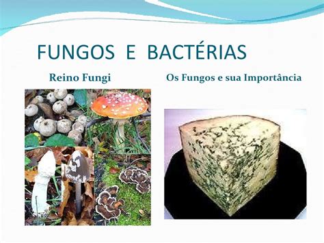 Fungos E Bactérias