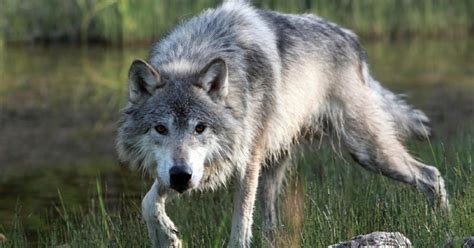 Survey Reduces Estimated Michigan Wolf Population Cbs Detroit