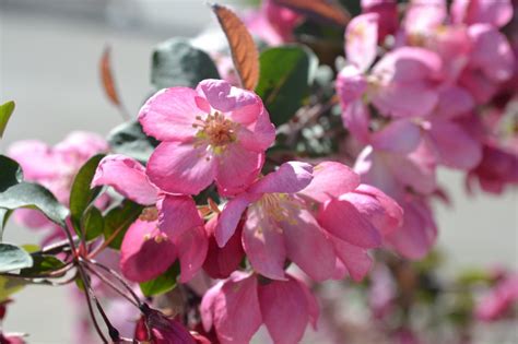 Well, the most common reason is that the owner of the trees will have the opportunity to get the benefits from the tree sooner. Indian Summer Crabapple is a early spring blooming ...