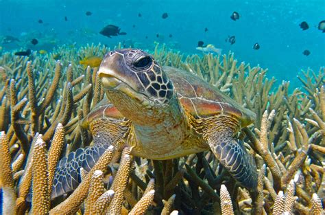 Great Barrier Reef Turtle 4k Wallpapers Wallpaper Cave