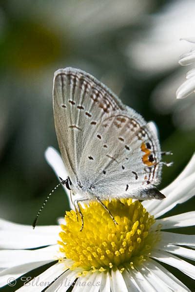 We did not find results for: Eastern Tailed-Blue Butterfly
