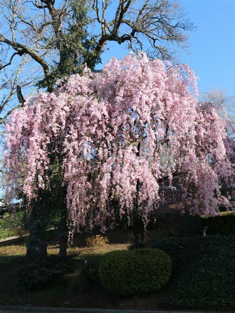 Double Weeping Cherry J Frank Schmidt And Son Co