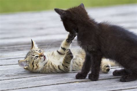 Two Little Kittens Playing Stock Image Image Of Attack 97319397