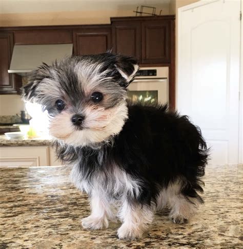 There are various ways, some better than others, to. Buy Teacup Morkie Puppy California Breeder | iHeartTeacups