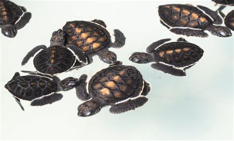 Sea Turtles In Nursery Stock Image Image Of Shell Marine 18537691