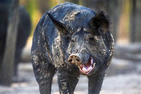 This slang page is designed to explain what the meaning of hog is. A Sounder Approach to Feral Hog Control | Missouri ...