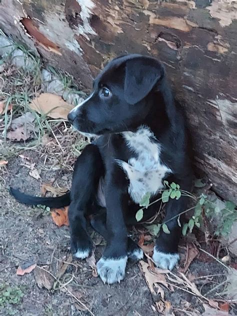 Black Labblue Heeler Puppy