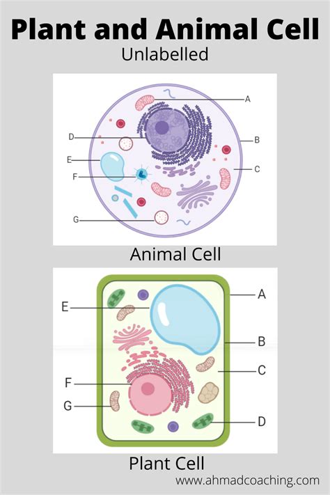 Plant And Animal Cell Unlabelled Diagram Plant And Animal Cells