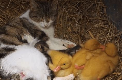 This Cat And Her Adopted Ducklings Is The Cutest Thing Ever Video