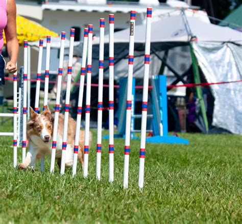 8 Diy Dog Agility Course Equipment Plans With Pictures Hepper