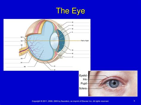 Are you wanting to learn how to print labels? Picture Of Eye Diagram Labeled Images 323