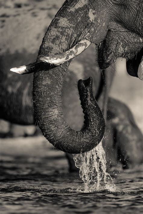Drinking Elephant Smithsonian Photo Contest Smithsonian Magazine