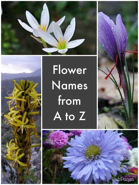 It is made up of 28 states and 8 union territories. List of Flower Names | HubPages