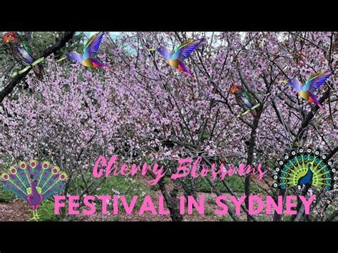 Cherry Blossom Festival Sydney Youtube