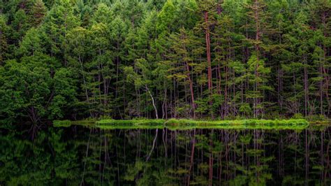 Lush Forest Reflecting In Mishakaike Pond Chino Tateshina Nagano