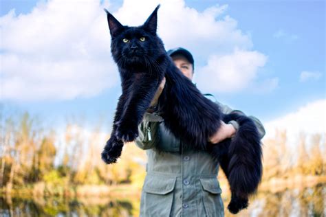 9 Most Famous Maine Coon Cats In The World