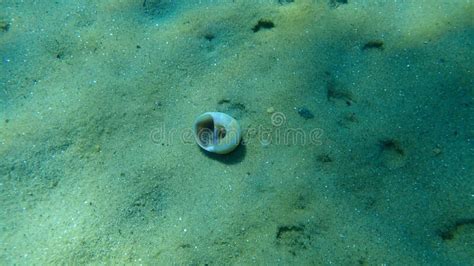 Seashell Of Sea Snail Josephine S Moonsnail Neverita Josephinia On