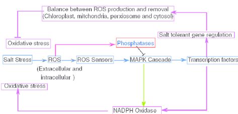 Ros Signal Transduction Pathway Under Salt Stress Download