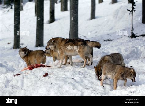 Pack Wolves Eating Hi Res Stock Photography And Images Alamy