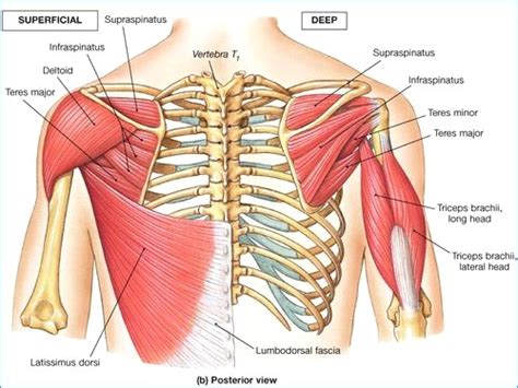 The blade below the shoulder trope as used in popular culture. Simplifying shoulder pain. - The Physio Depot