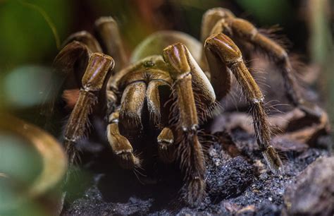 Maybe you would like to learn more about one of these? Venomous Tarantulas Could Be On The Loose In The ...