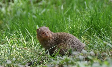 Check out our exotic pets selection for the very best in unique or custom, handmade pieces from our stickers, labels & tags shops. DOZENS OF EXOTIC ANIMALS FOR SALE IN NETHERLANDS, INCL ...