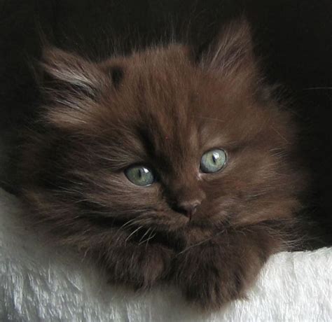British Longhair Kitten Feline Friends Domestic A And B Pinterest