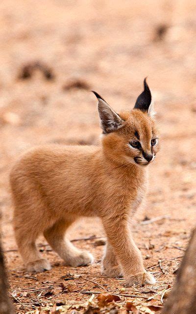 Caracals are solitary animals that usually only socially interact with their kind during mating season, with the exception of mothers with their offspring. 13 Facts about The Cutest Species " Caracal Cat " - Cats ...