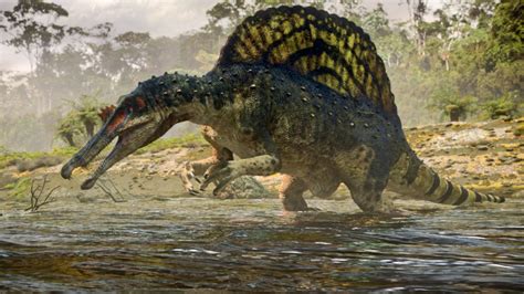 Spinosaurus Fotos Hechos Y Historia Dinosaurios