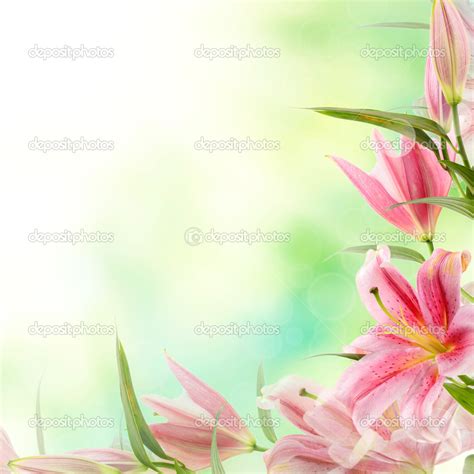 Pink Lilies Background ⬇ Stock Photo Image By © Roxana 36945977