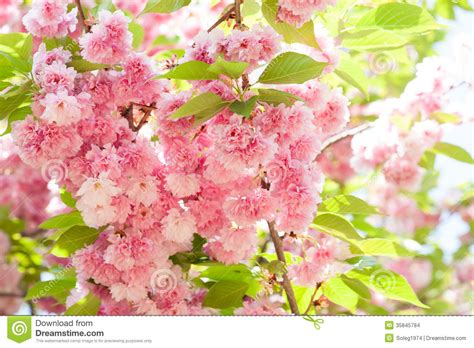 Sakura Cherry Blossom In Spring Stock Images Image 35845784
