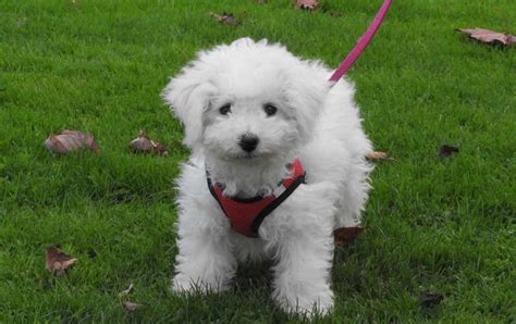 Bichon Frise Dog Breeds Facts Advice And Pictures Mypetzilla Uk