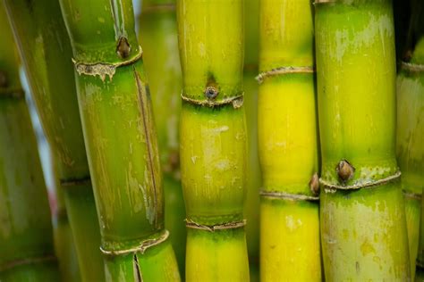 Why Bamboo Is Sustainable For The Environment