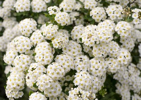 Bush With Clusters Of White Flowers High Quality Nature Stock Photos