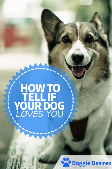 Furthermore, intact males are most likely to be dominant aggressive. How To Tell If Your Dog Loves You | Dog love, Your dog ...