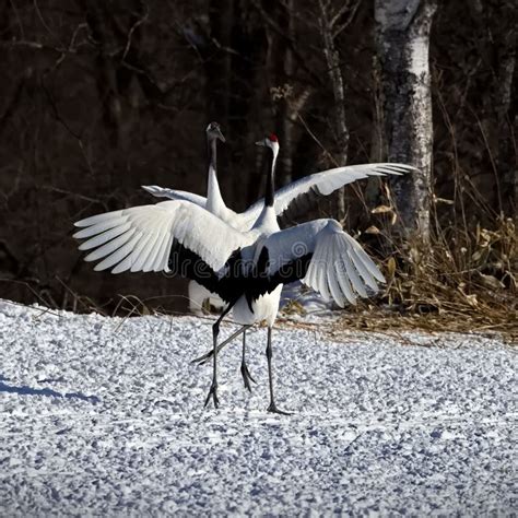 Majestic Shot Of Red Crowned Cranes Standing On The Snowy Ground On The