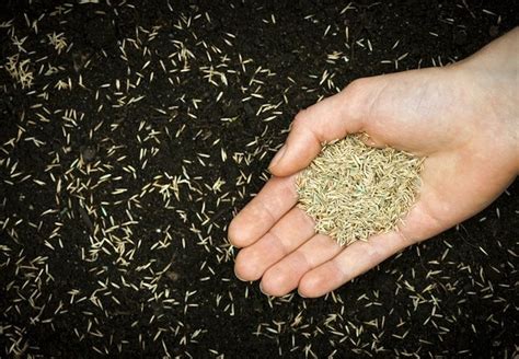 What is the best patch grass seed? How to Plant Grass Seed - Bob Vila