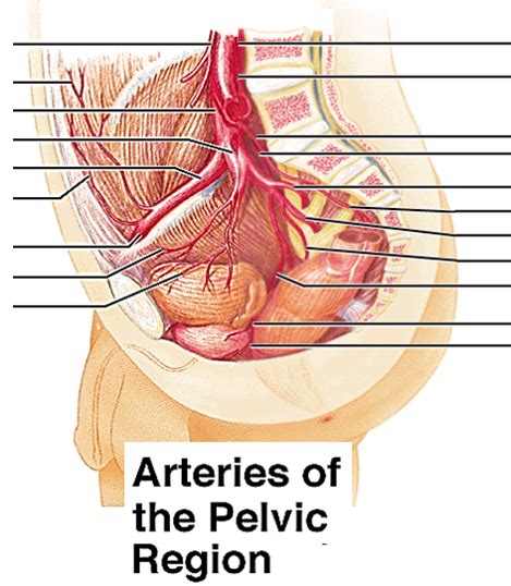 Pelvic Artery Anatomy Anatomy Diagram Book Hot Sex Picture