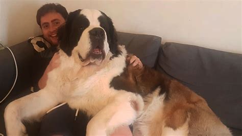 Bristols Gentle Giant Dog Hercules Squashes Owners By Thinking Hes