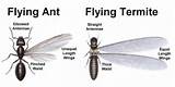 Termite Photos Flying Ants