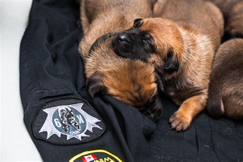New Winnipeg K9 Recruits Are Ready To Take A Bite Out Of Crime