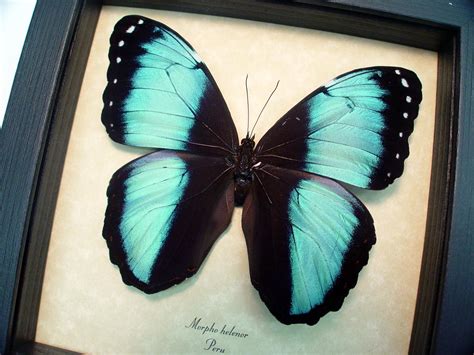 Morpho Helenor Banded Blue Butterfly Real Framed Butterfly