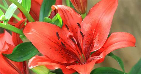 6 Tips For Selecting The Best Lilies For Your Garden