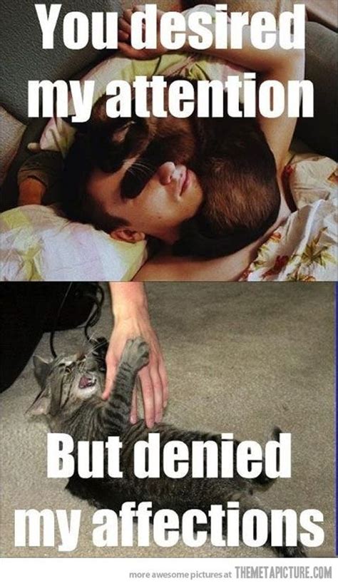 Now Thats Hilarious Crazy Cat Lady Crazy Cats Funny Animals Cute