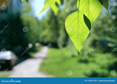 Fresh Green Leaves Of Trees On Clear Blue Sky Stock Photo Image Of
