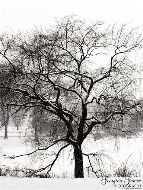 Beautiful Black And White Winter Tree Photo By Georginagomezphotos On