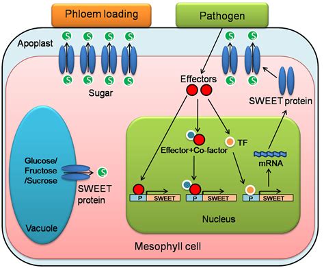 Sweet Genes And Tal Effectors For Disease Resistance In Plants Present