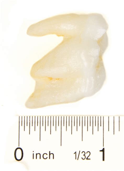 Polar Bear Molar Tooth Replica